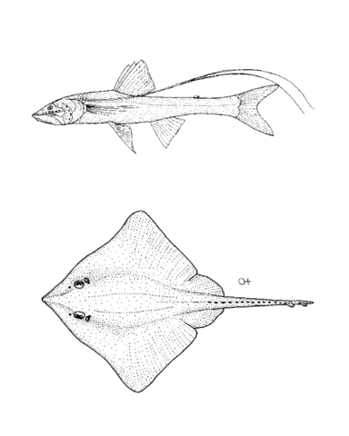 Bathypterois Longifilis (Feeler Fish), Bathyraja Richardsoni (Richardson'S Ray) Coloring Page